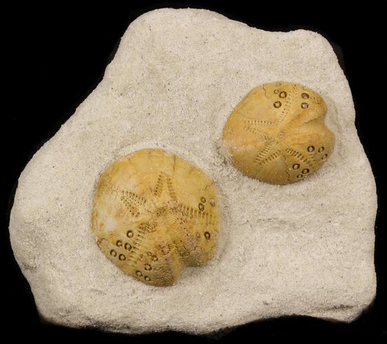 Two Lovenia Sea Urchin Fossil - Beaumaris, Australia #31071